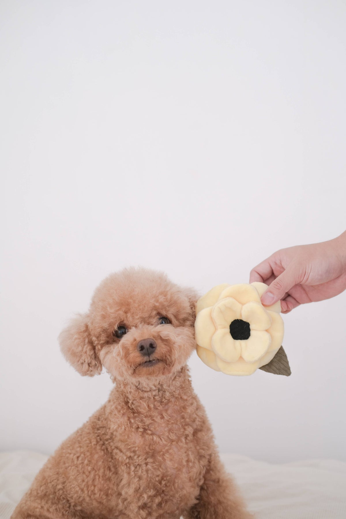 Poppy Enrichment Snuffle Dog Toy - Small
