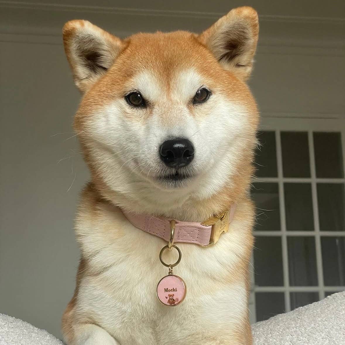 Canvas Dog Collar - Pink