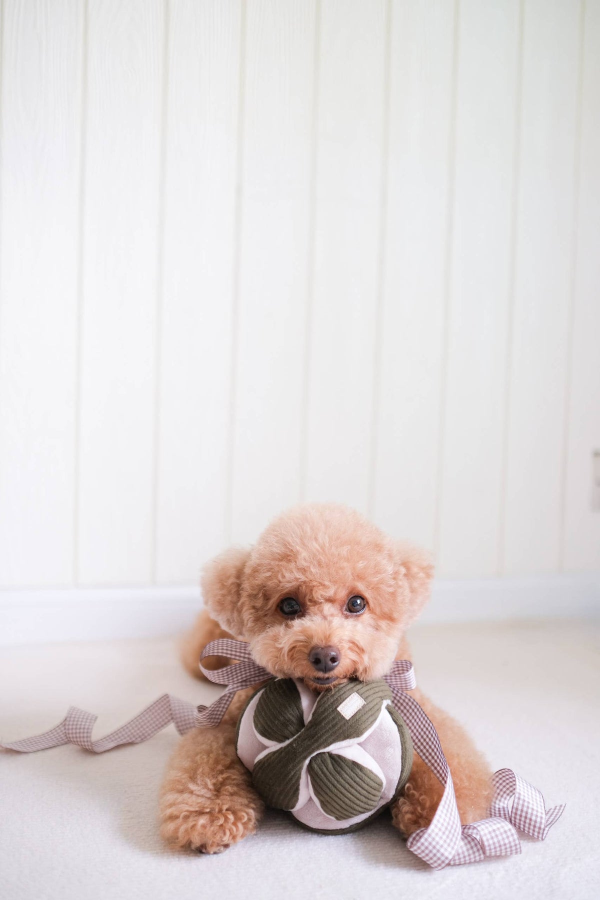 Monti Enrichment Silent Snuffle Dog Toy - Pine