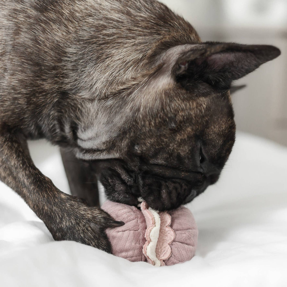 Petite Enrichment Snuffle Burrow Set Toy