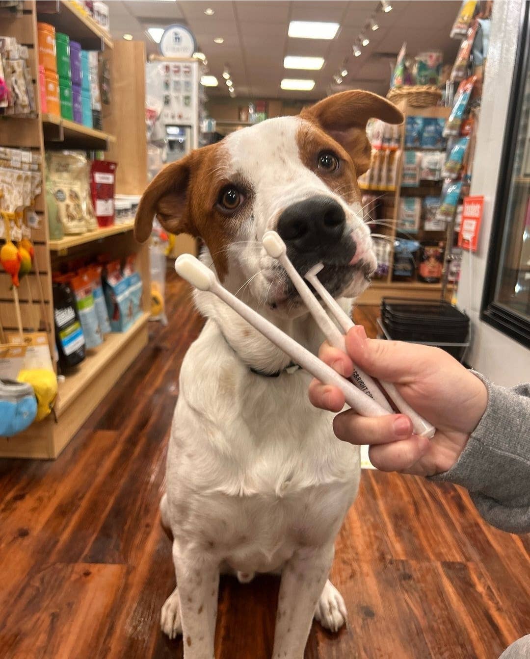 Puppy Polisher Eco Toothbrush - Medium