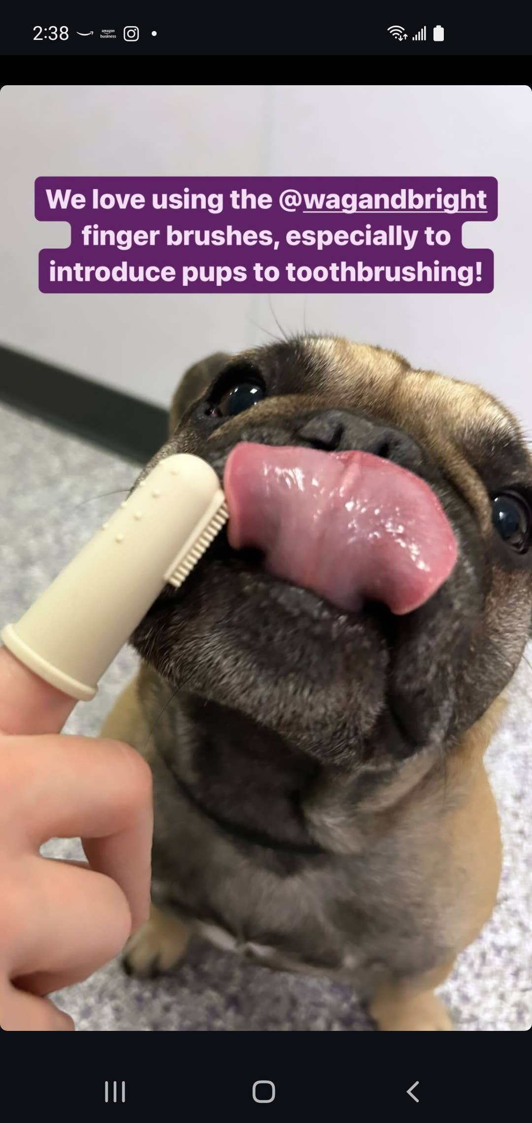 Puppy Polisher Silicone Finger Brush - One Size