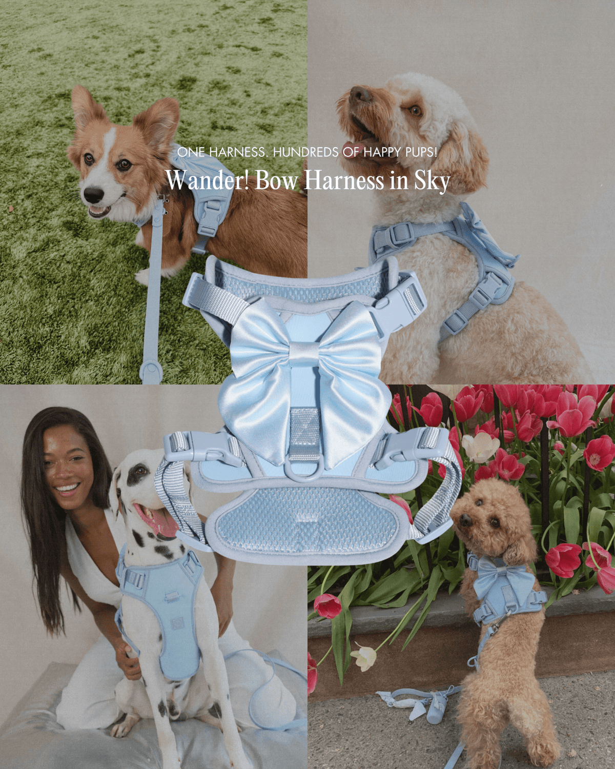 Wander! Bow Harness Sky