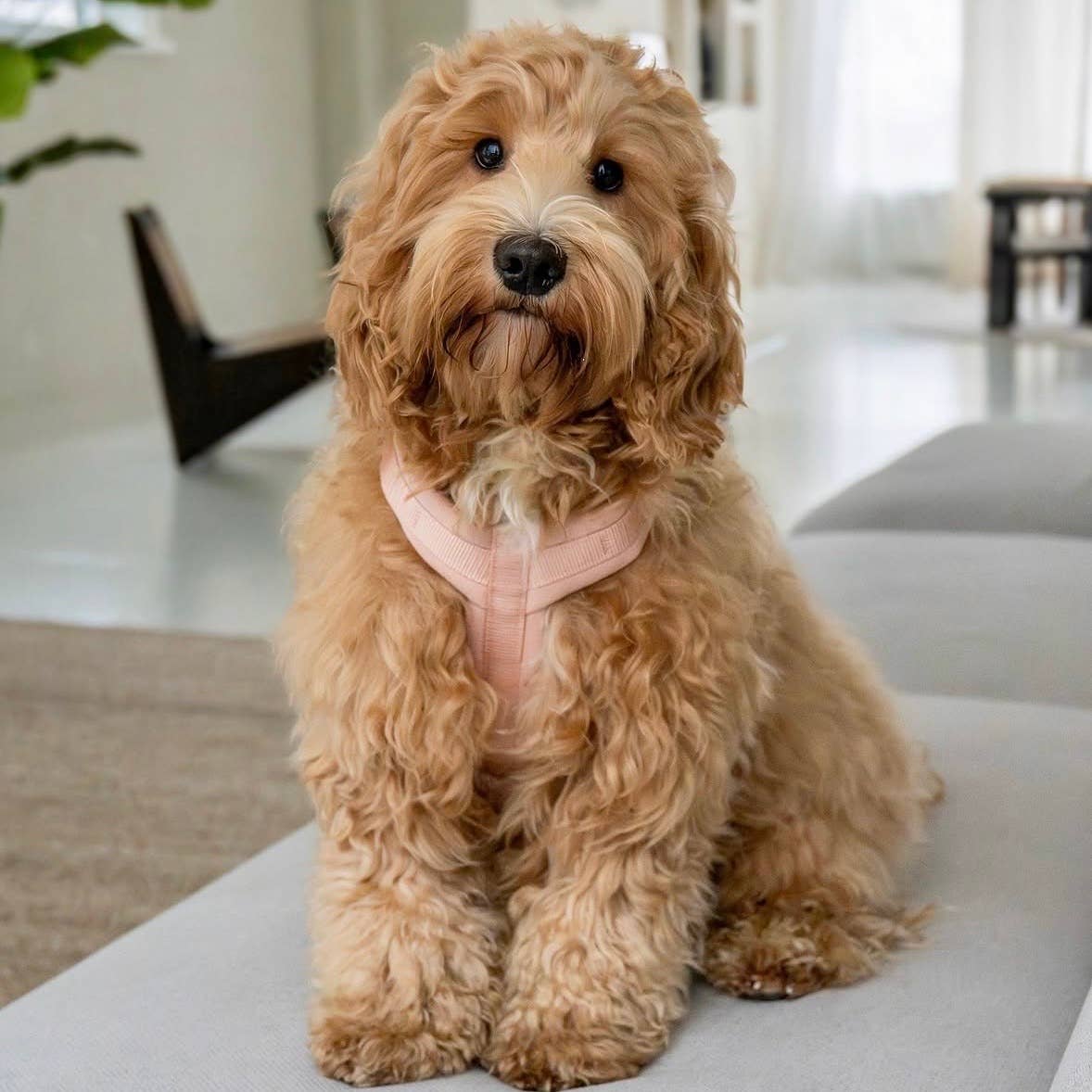 Comfort Harness - Powder Rose