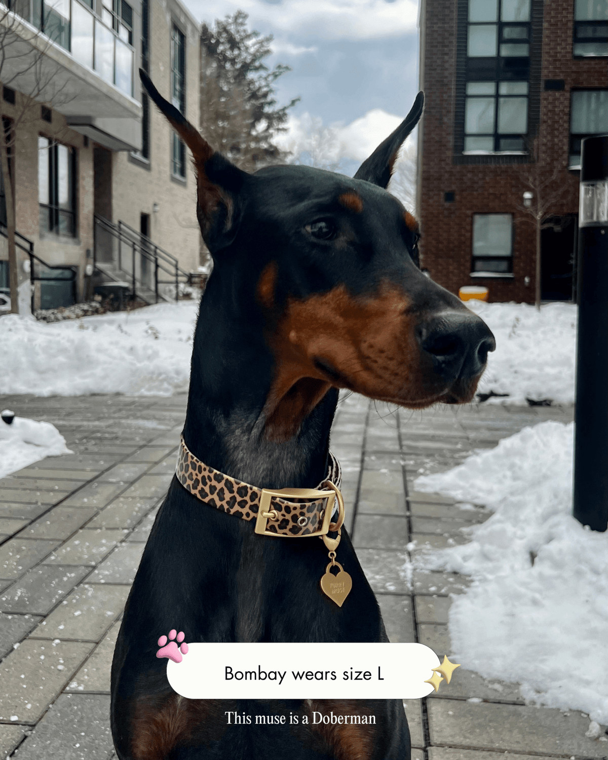 Wander! Waterproof Collar - Leopard