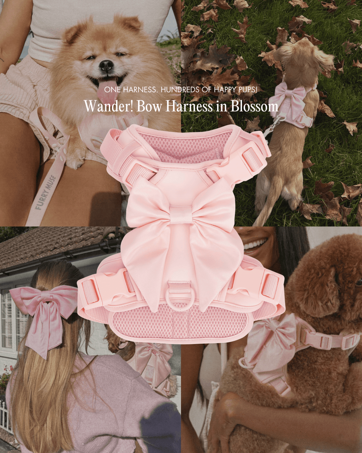 Wander! Bow Harness Blossom