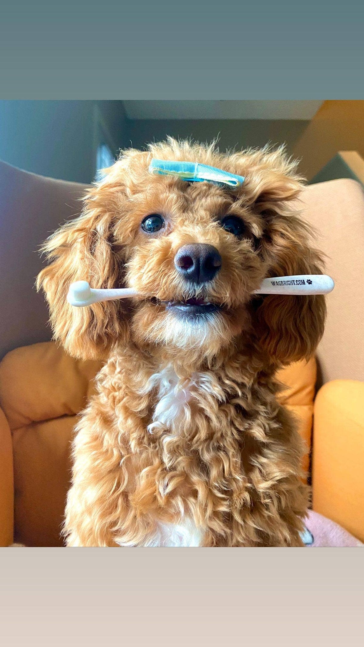 Puppy Polisher Pearl Eco Toothbrush - Pearl (XS)