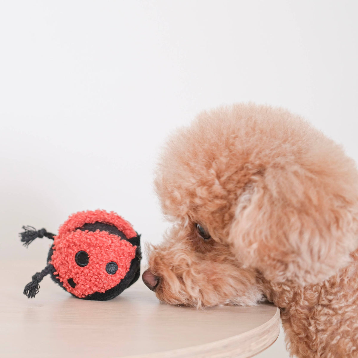 Ladybug Pop Enrichment Dog Toy - Mini