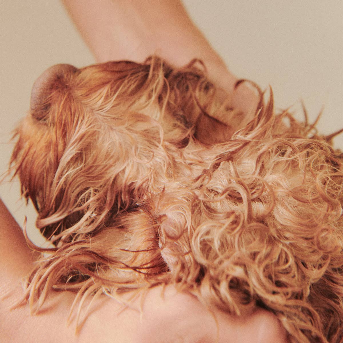 Nourish Hydrating Dog Conditioner