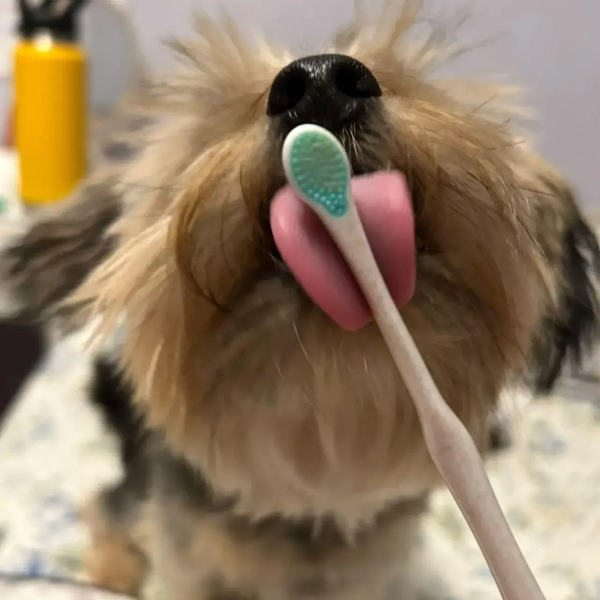 Puppy Polisher Pearl Eco Toothbrush - Pearl (XS)