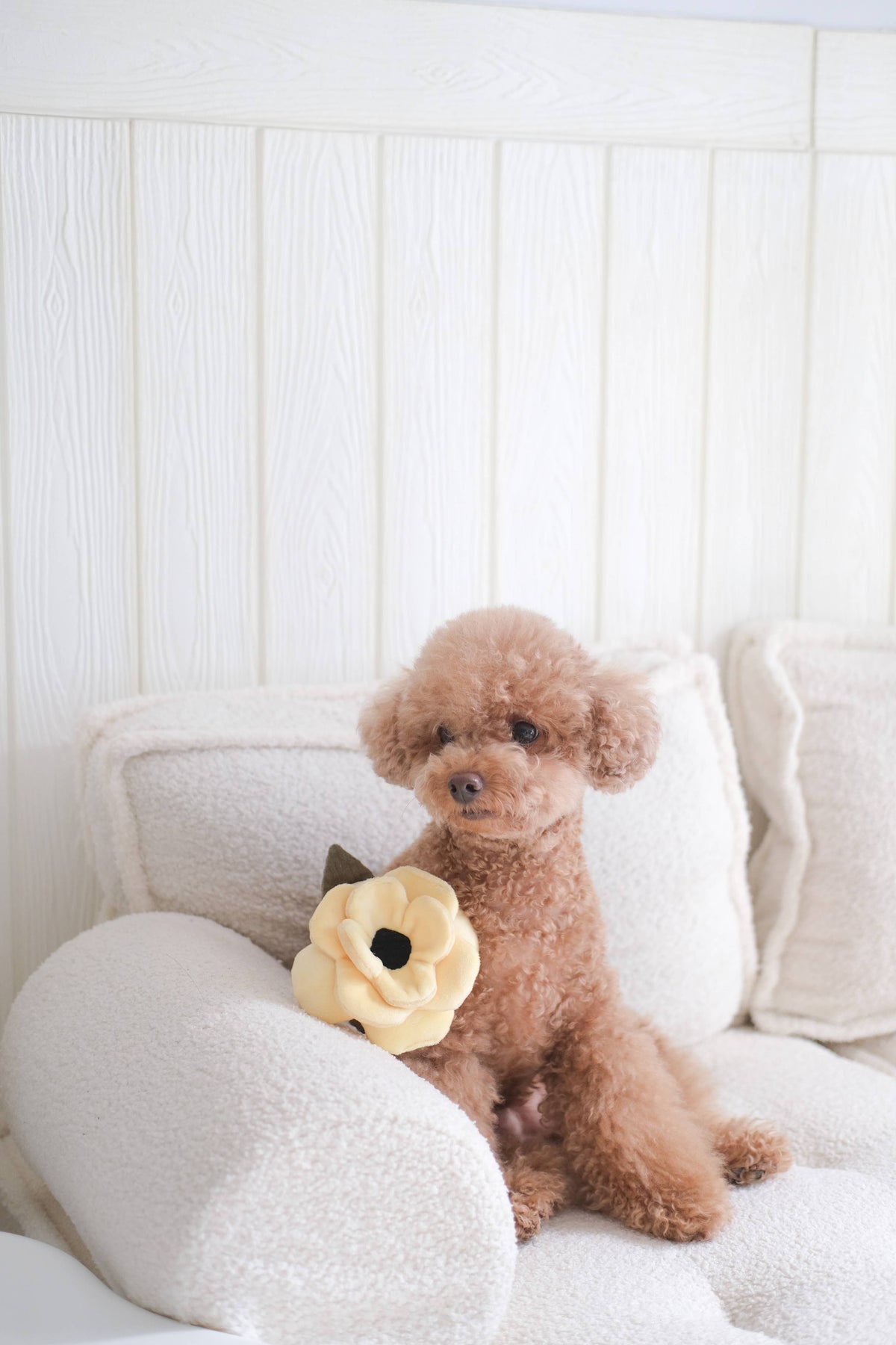 Poppy Enrichment Snuffle Dog Toy - Small