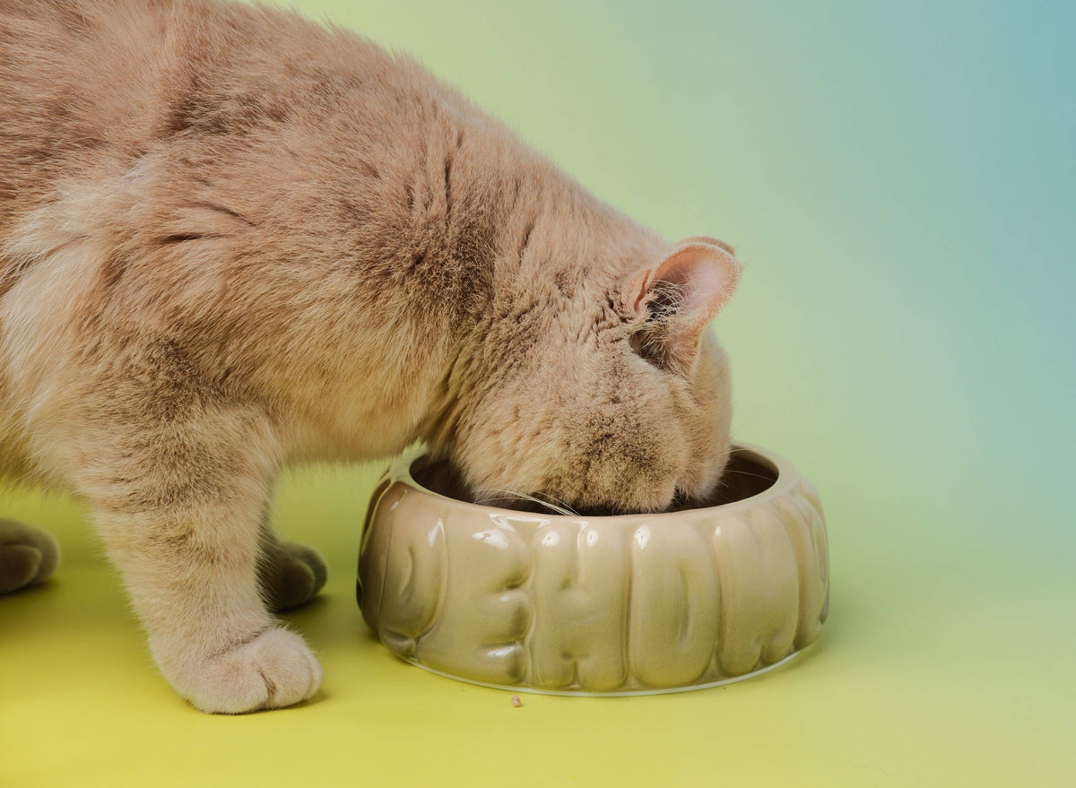 Puff Pet Bowl - Gradient Olive