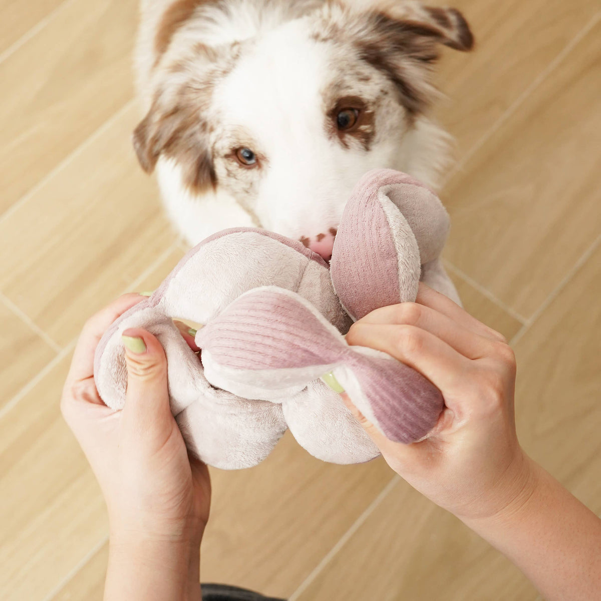 Monti Enrichment Silent Snuffle Dog Toy - Purple