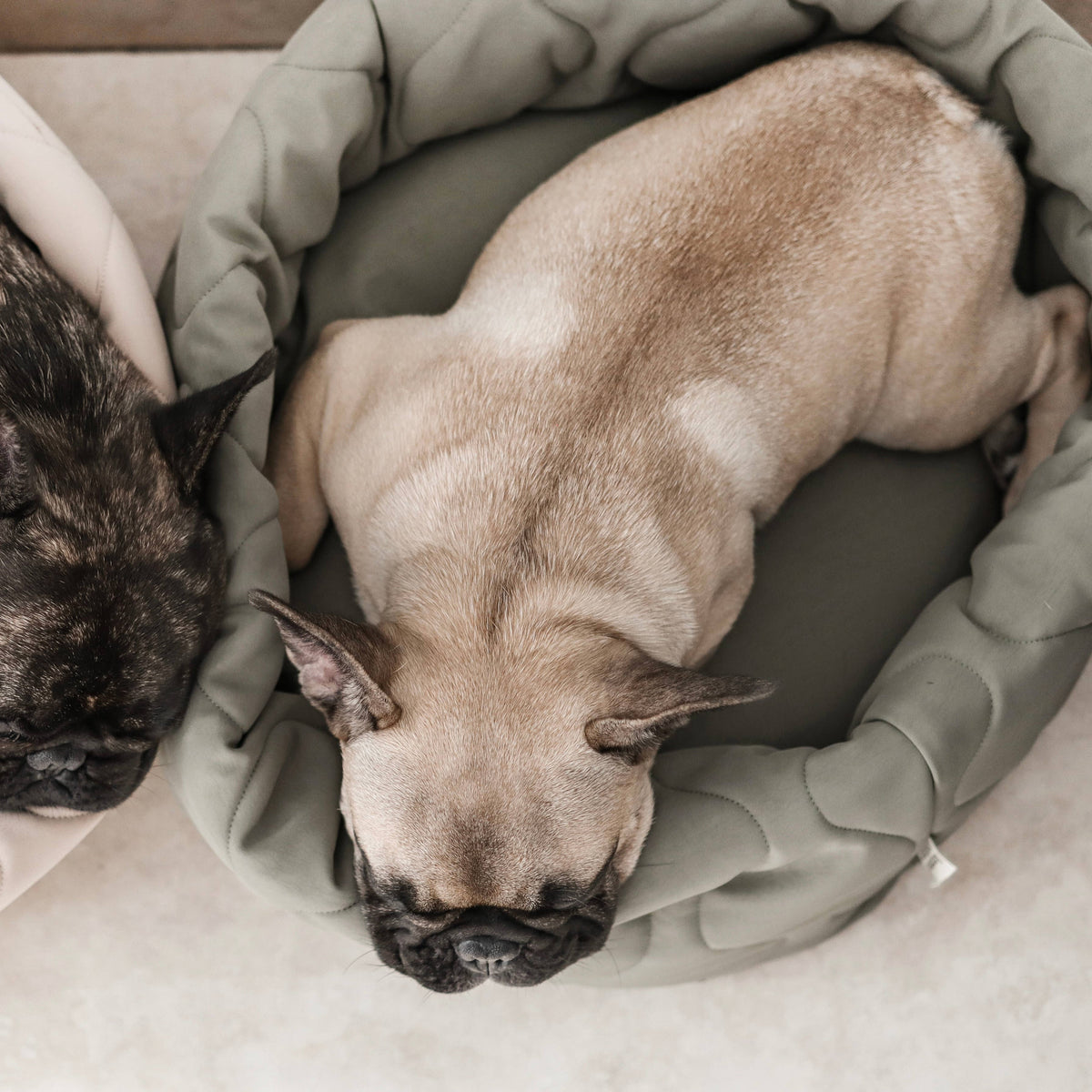Taart Reversible Dog & Cat Bed - Petite