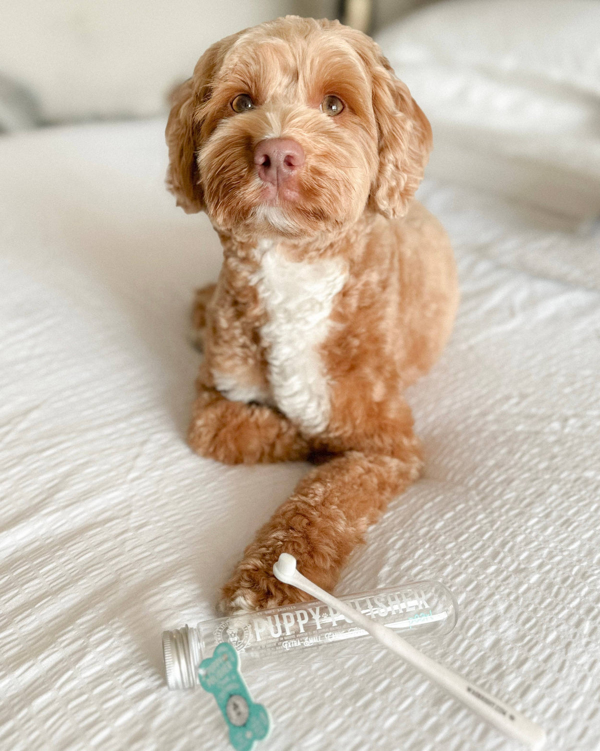 Puppy Polisher Pearl Eco Toothbrush - Pearl (XS)