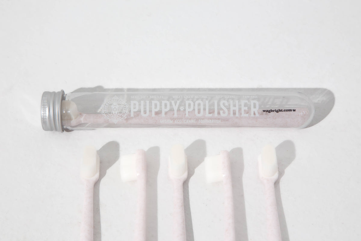 Puppy Polisher Eco Toothbrush - Medium