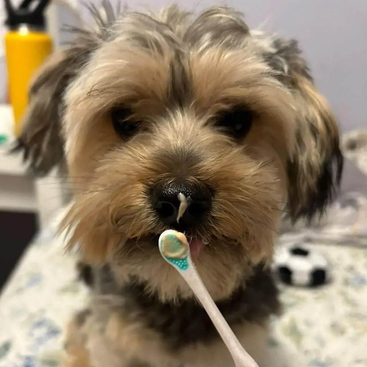 Puppy Polisher Pearl Eco Toothbrush - Pearl (XS)