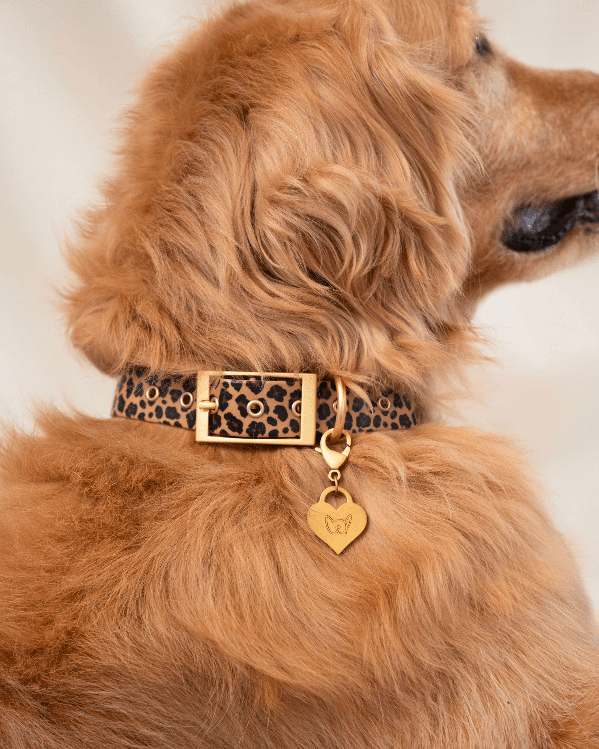 Wander! Waterproof Collar - Leopard