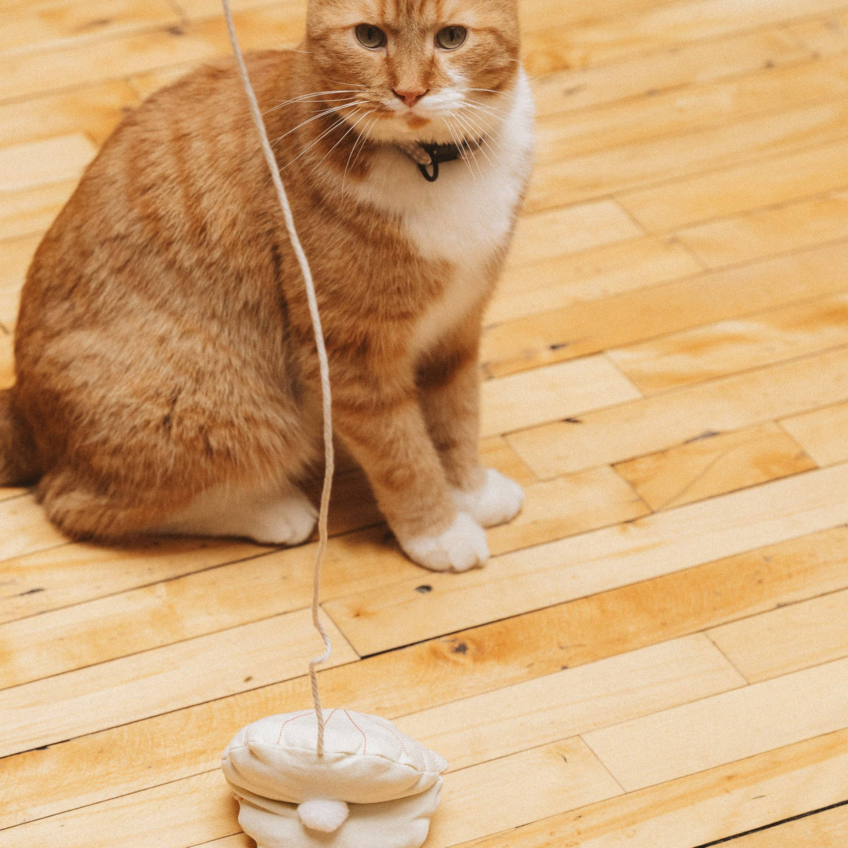 Seashell Cat Toy